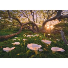 Puzzel Calla Clearing 1000 st.Heye 29906